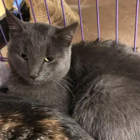 Paisley
