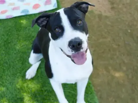 Porgie