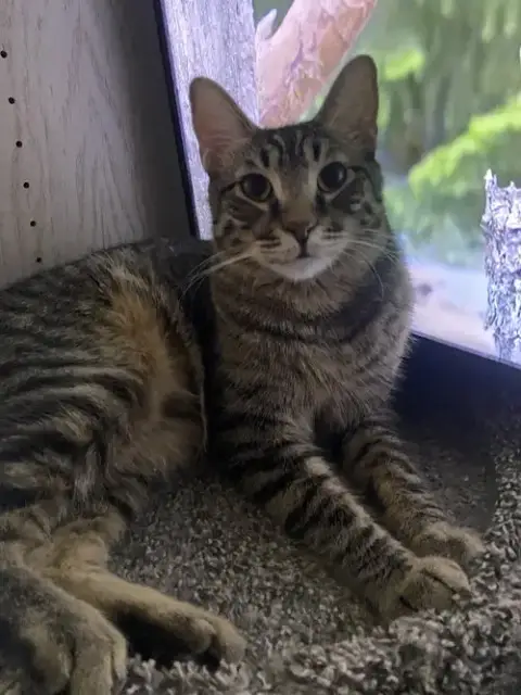 Koda Aka Brownie