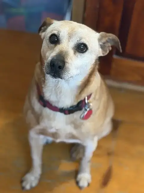 Ringo