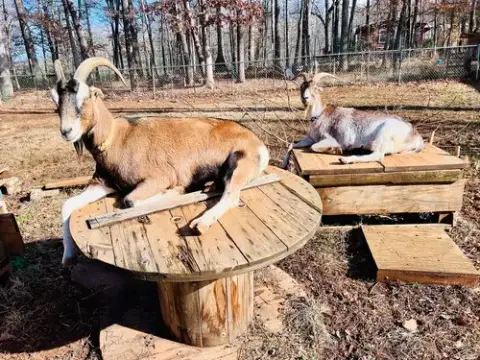 Graham & Leif: Not At The Shelter photo 3