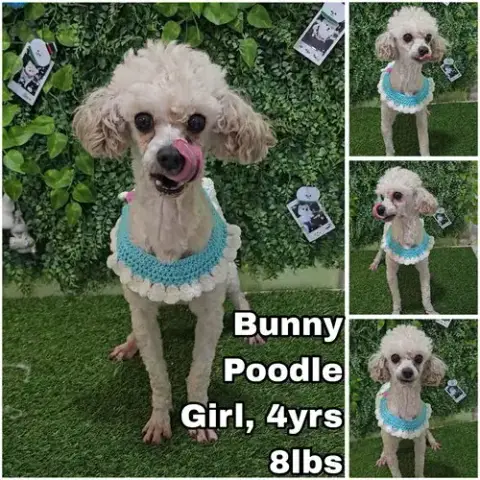 Bunny From Korea