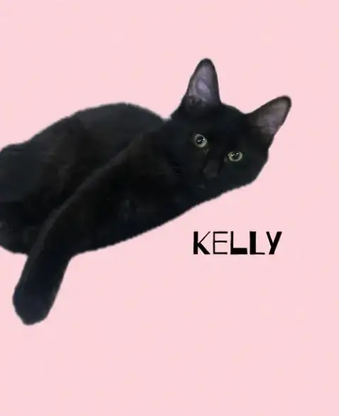 Kelly photo 5