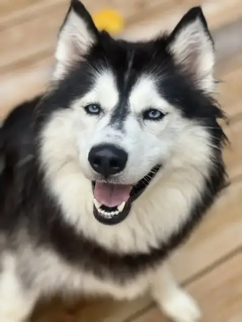 Lola