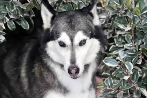 Prancer photo 3