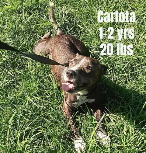 Carlota