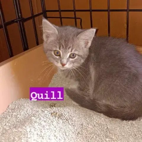 Quill photo 2