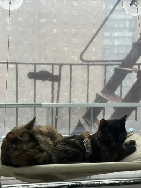Millie & Lillie photo 4