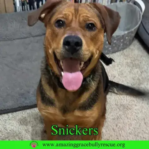 Snickers photo 2