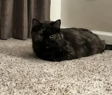 Molly