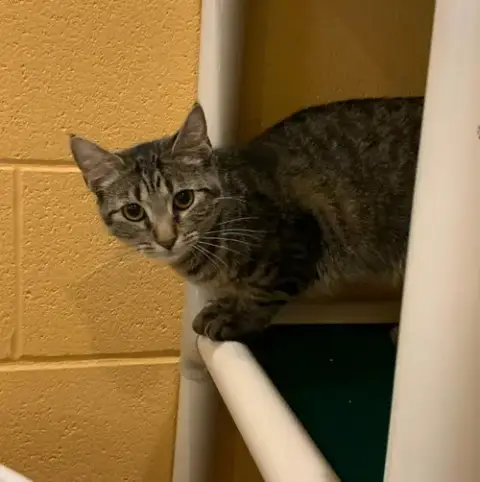 Mishka photo 4