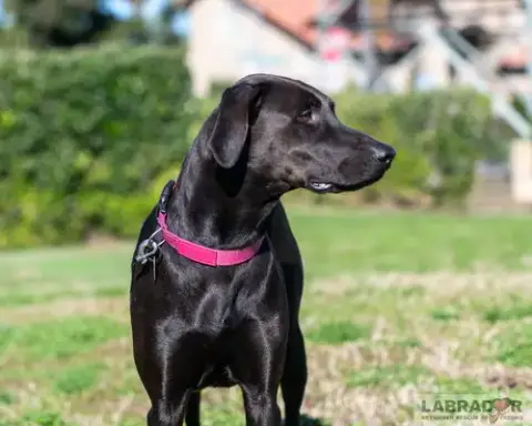 Ruby photo 2