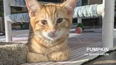 Pumpkin