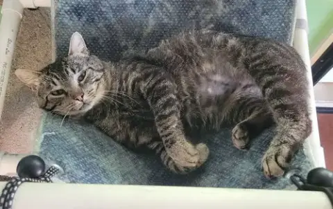 Kitkat
