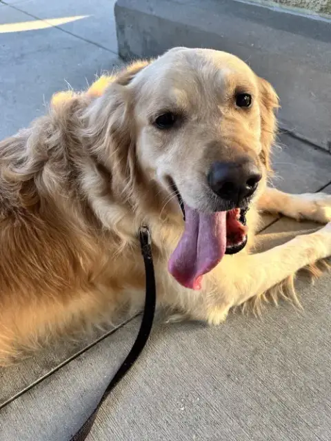 Titus Golden photo 3