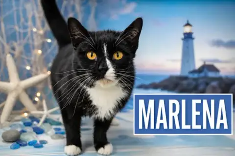 Marlena:Foster Requested