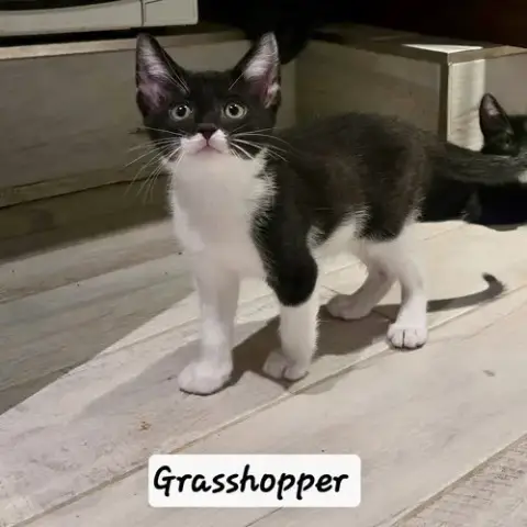 Grasshopper