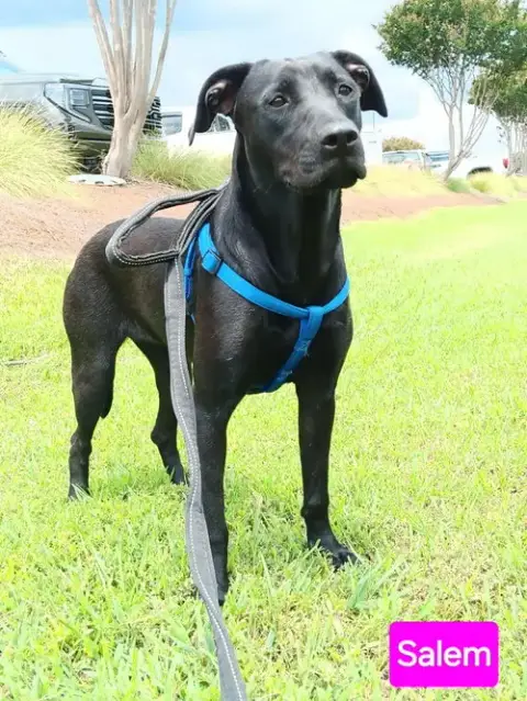 Salem
