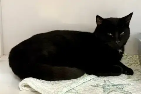 Kuro