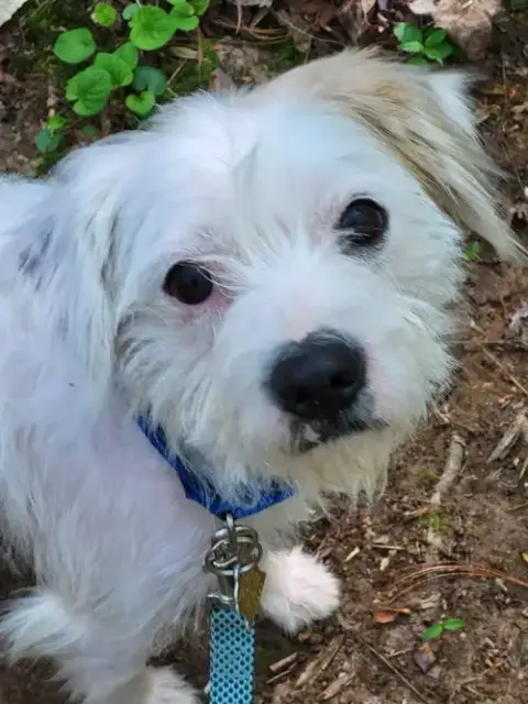 Simon