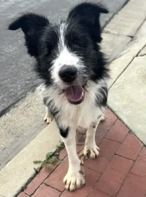 Oliver photo 4