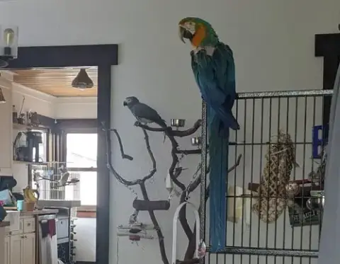 Mango photo 4