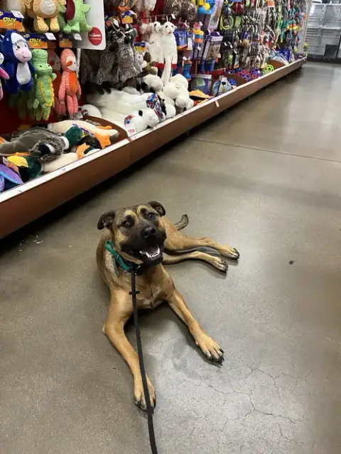 Nalla photo 2