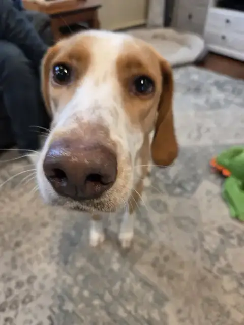 Hank photo 2