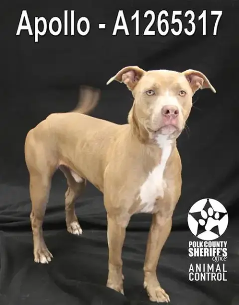 Apollo