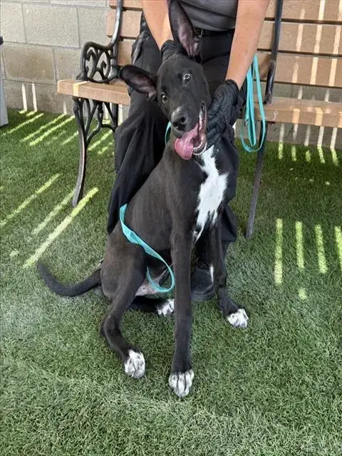 Licorice