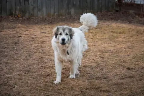 Luna photo 2