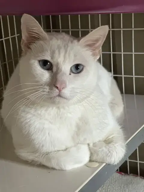 Yeti