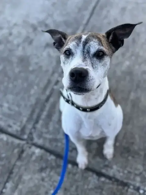 Tyson