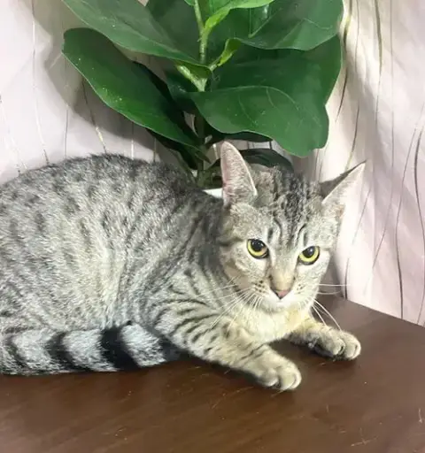 Moshi