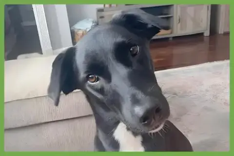 Bella