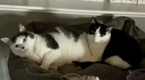 Louie C4419 & Vinnie C4420