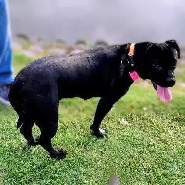 Gracie photo 4