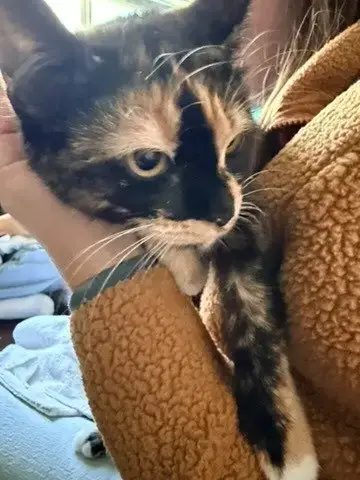 Pandora