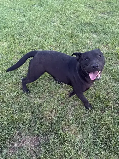 Toby photo 3