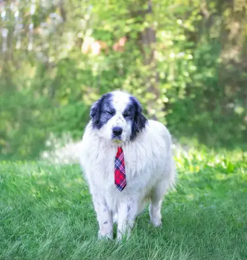Bandit photo 4
