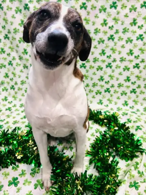Puppers photo 3
