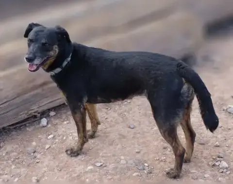 Star