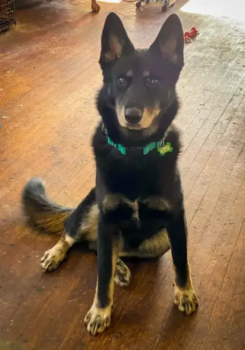 Elvis