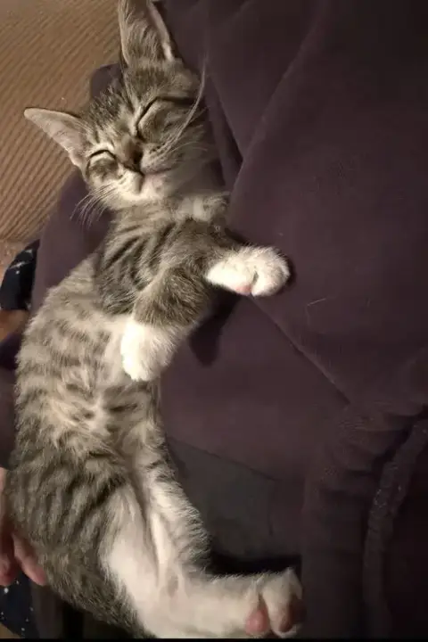 Rumi