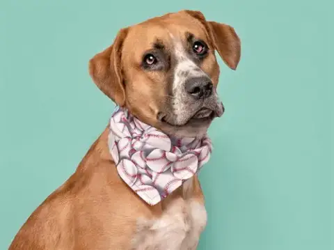Scooby