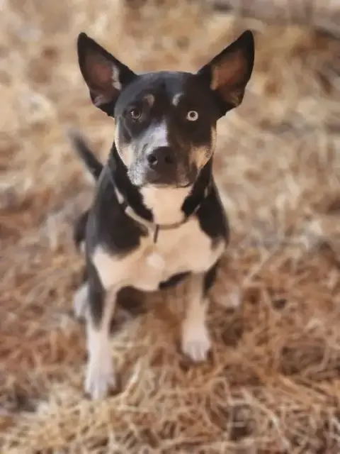 Nova photo 2