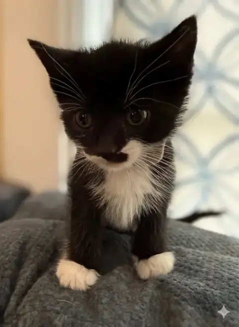 Spike-Not At The Shelter