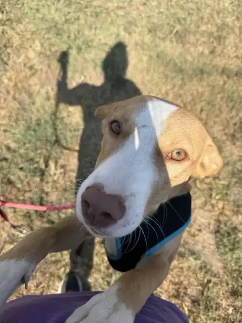 Dobby photo 2