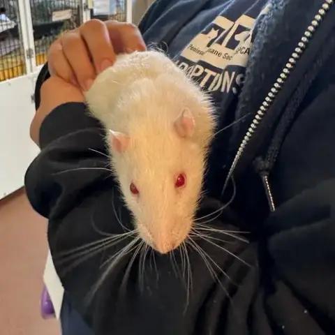 Aaron & Ghost The Rats photo 2