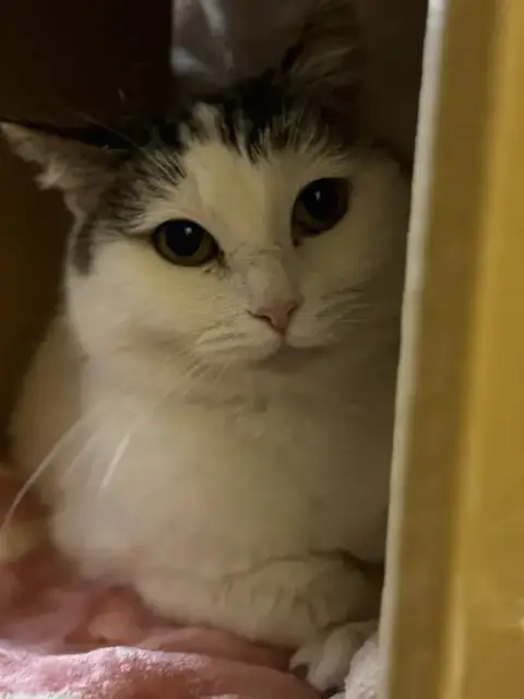 Leia